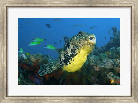 Framed Close-up of puffer fish Print