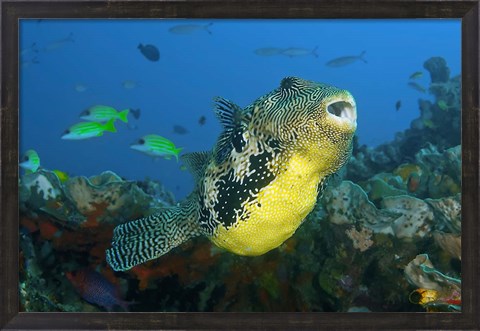 Framed Close-up of puffer fish Print