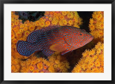 Framed Coral trout fish and coral, Raja Ampat, Papua, Indonesia Print