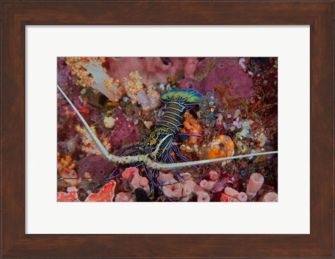 Framed Lobster and coral, Raja Ampat, Papua, Indonesia Print