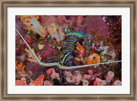 Framed Lobster and coral, Raja Ampat, Papua, Indonesia Print