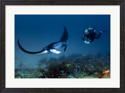 Framed Manta ray swims past scuba diver, Komodo NP, Indonesia Print