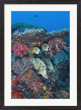 Framed Scene of fish and coral Print