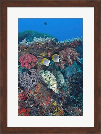 Framed Scene of fish and coral Print