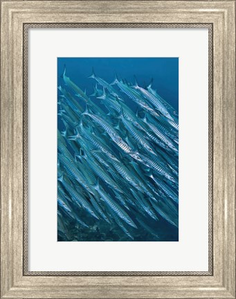 Framed Underwater scene of schooling barracuda, Raja Ampat, Papua, Indonesia Print