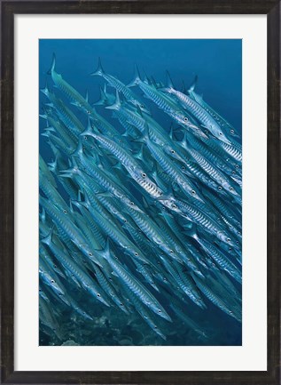 Framed Underwater scene of schooling barracuda, Raja Ampat, Papua, Indonesia Print