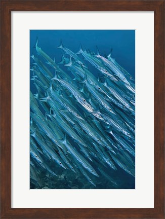 Framed Underwater scene of schooling barracuda, Raja Ampat, Papua, Indonesia Print