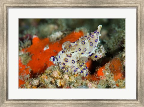 Framed Close-up of deadly blue-ringed octopus Print