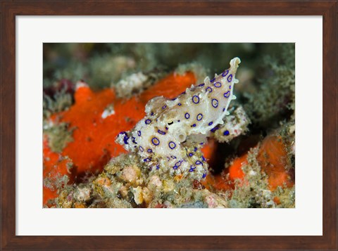 Framed Close-up of deadly blue-ringed octopus Print