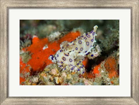 Framed Close-up of deadly blue-ringed octopus Print