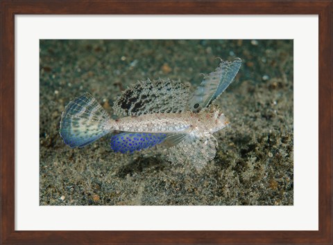 Framed Close-up of dragonet fish Print