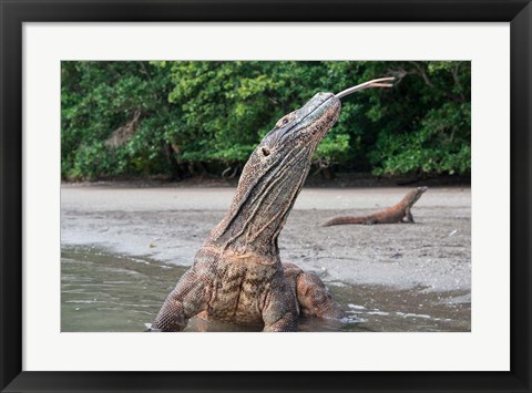 Framed Komodo dragon in water, Komodo National Park, Rinca Island, Indonesia Print