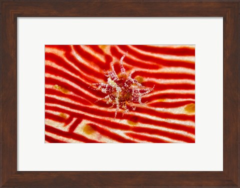 Framed Bay Anemone on sea cucumber Print