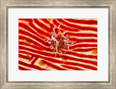 Framed Bay Anemone on sea cucumber Print