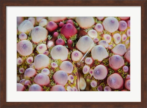 Framed Shrimp swimming over sea star Print