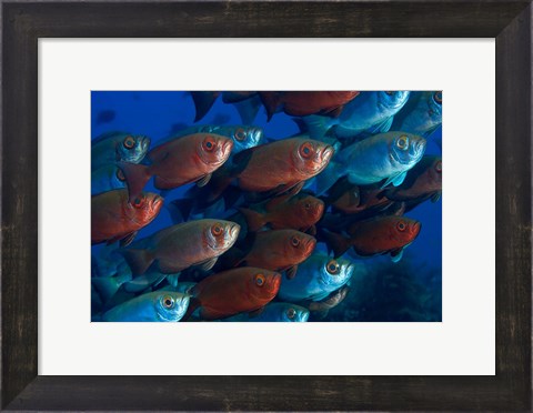 Framed Bigeye fish Print