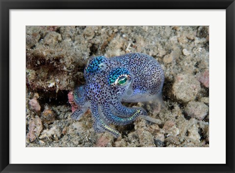 Framed Bobtail squid marine life Print