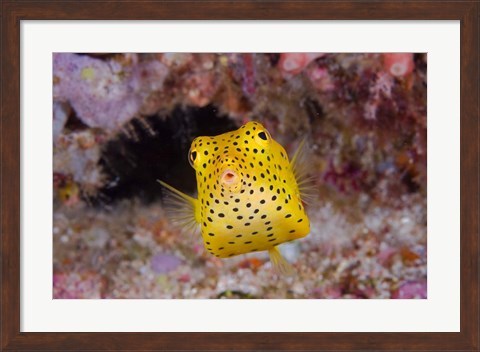 Framed Box fish swims amid coral Print