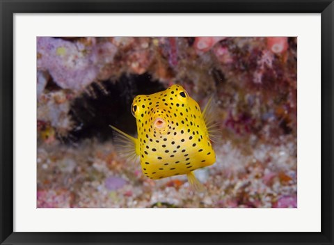 Framed Box fish swims amid coral Print