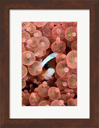 Framed Clark&#39;s anemonefish Print