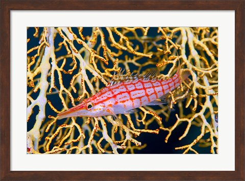 Framed Close-up of hawkfish amid sea fan, Raja Ampat, Indonesia Print