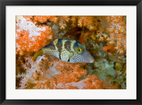 Framed Close-up of pufferfish, Raja Ampat, Papua, Indonesia Print