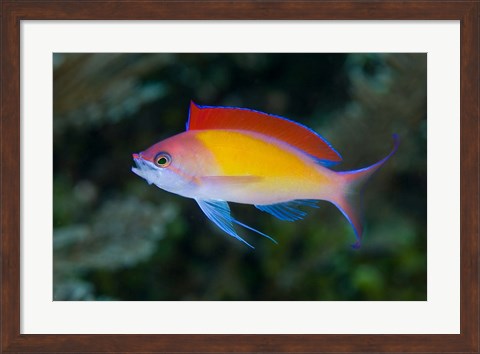 Framed Colorful anthias fish Print