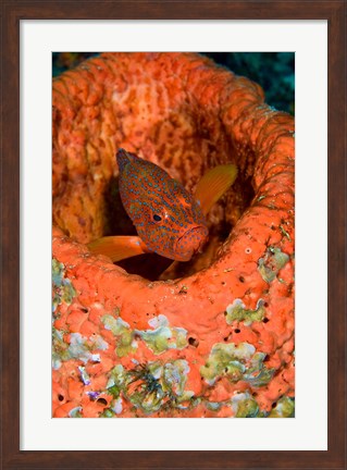 Framed Coral trout fish Print