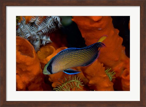 Framed Dottyback, corals, marine life Print