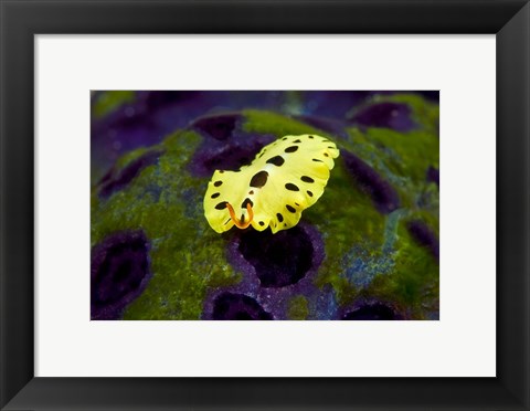 Framed Flatworm marine life Print