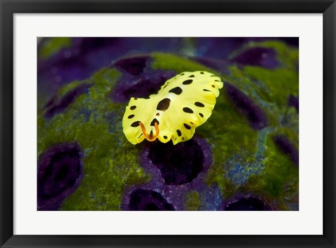 Framed Flatworm marine life Print