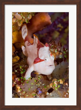 Framed Frogfish or anglerfish Print