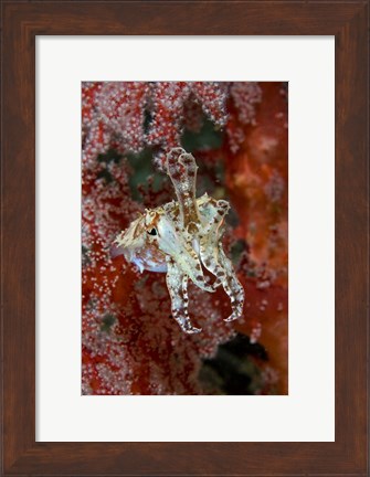 Framed Indonesia, New Guinea Island, Raja Ampat, Cuttlefish Print