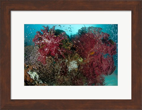 Framed Marine Life, Reefs Print