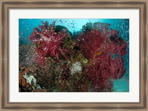 Framed Marine Life, Reefs Print