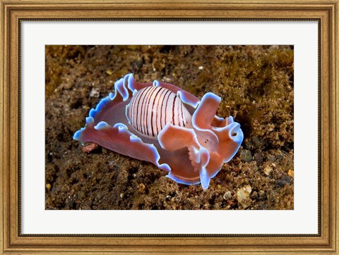 Framed molluskmarine life Print