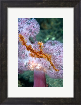 Framed Pipe fish and coral Print
