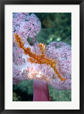 Framed Pipe fish and coral Print