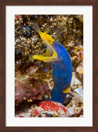 Framed Ribbon eel marine life Print