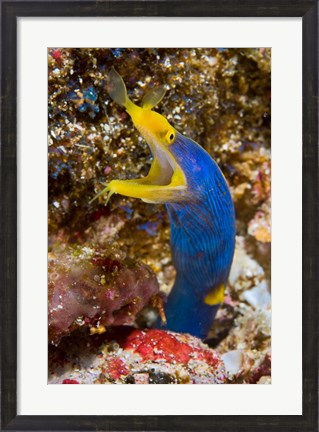 Framed Ribbon eel marine life Print