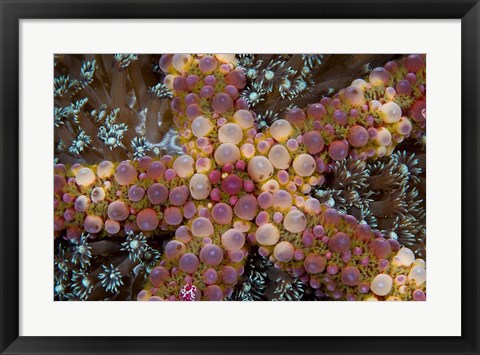 Framed Starfish Print