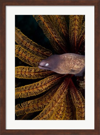 Framed White-eye moray eel and coral Print