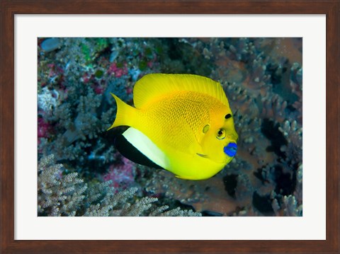 Framed Angelfish swims in coral reef Print