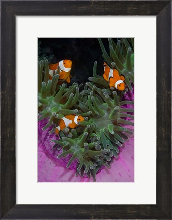 Framed Clownfish swim among anemone tentacles, Raja Ampat, Indonesia Print