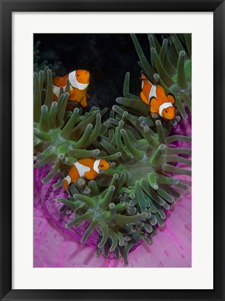 Framed Clownfish swim among anemone tentacles, Raja Ampat, Indonesia Print