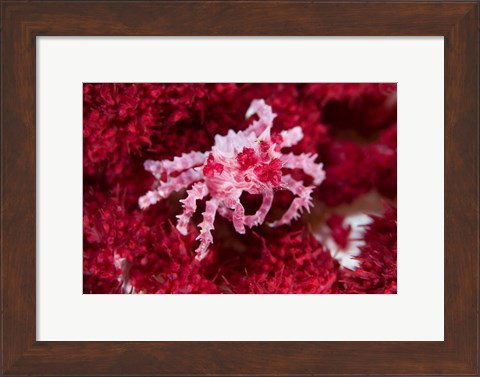 Framed Decorator crab, crustacean Print