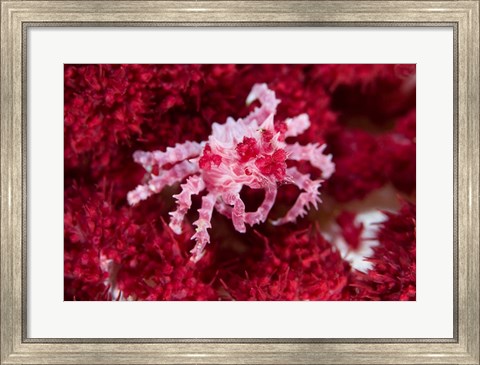 Framed Decorator crab, crustacean Print