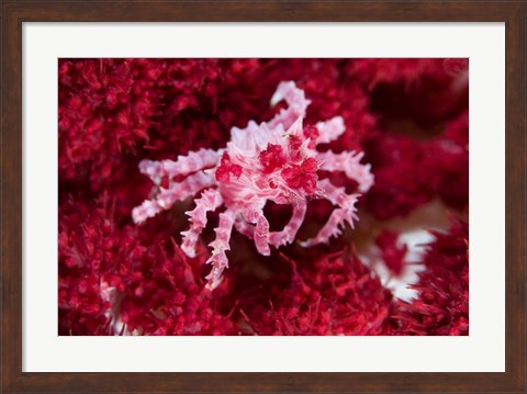 Framed Decorator crab, crustacean Print