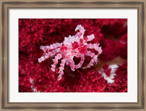 Framed Decorator crab, crustacean Print