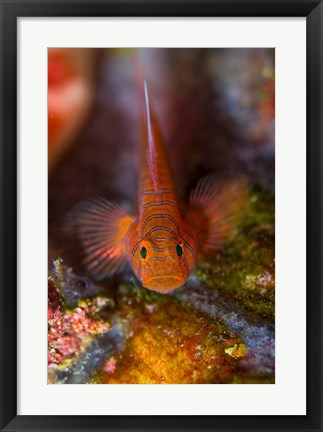 Framed Goby fish above coral Print